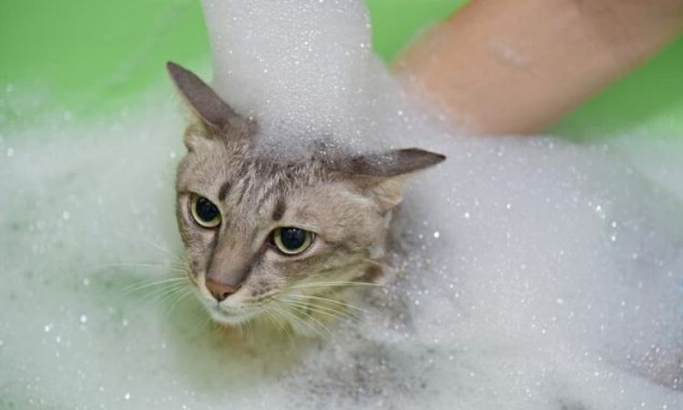 Hypoallergenic Cat Shampoo (No Harsh Chemicals)