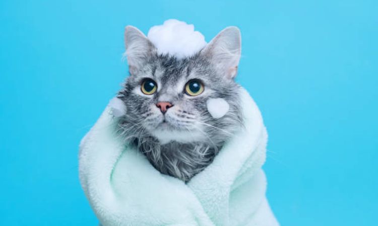 Aloe Vera & Chamomile Soothing Shampoo