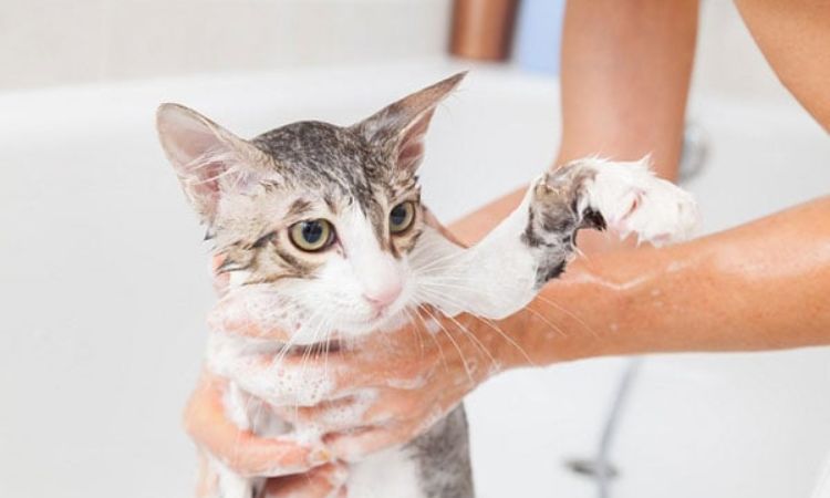 Key Ingredients for Natural Cat Shampoo DIY