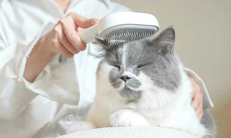 The Grooming Essential