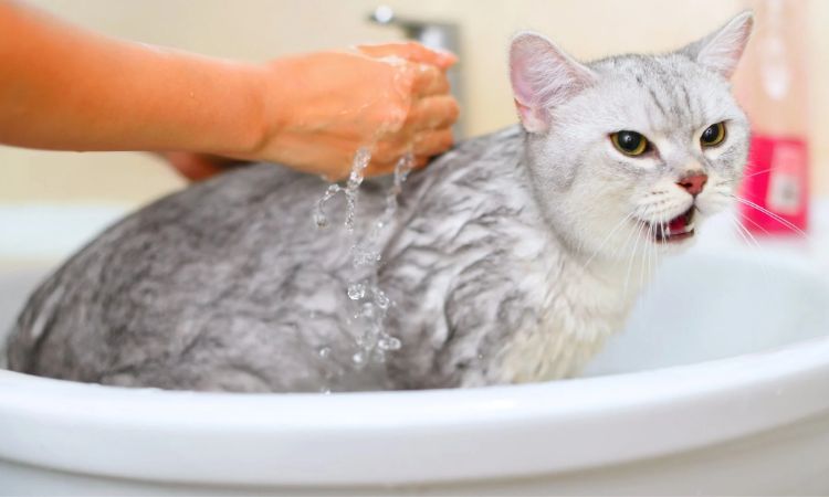 Be careful when bathing your cat