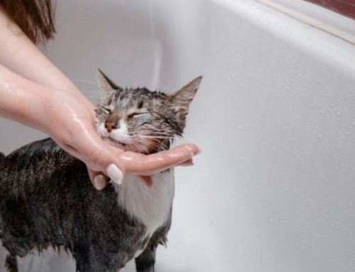 How to Bathe a Cat That Hates Water: 7 Genius Tips to Avoid Scratches and Stay Dry
