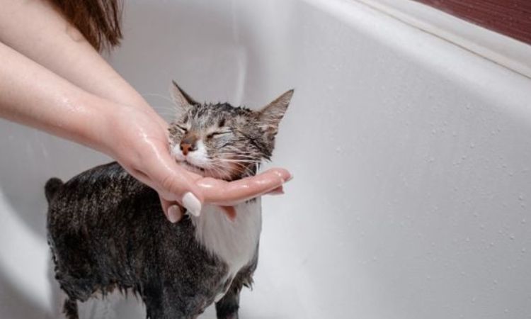 Environment is Everything – The Fear-Free Zone