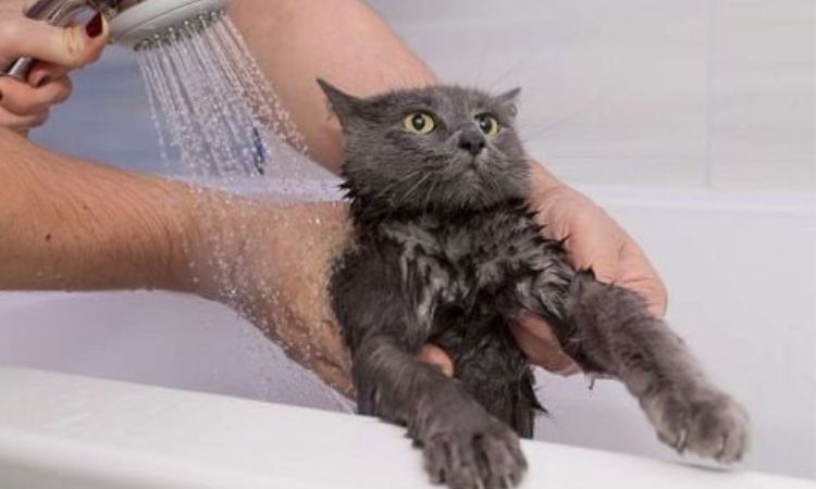 how to bathe a cat that hates water