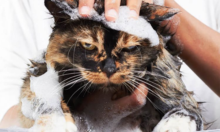 Use Water Sparingly – Sponge vs. Shower