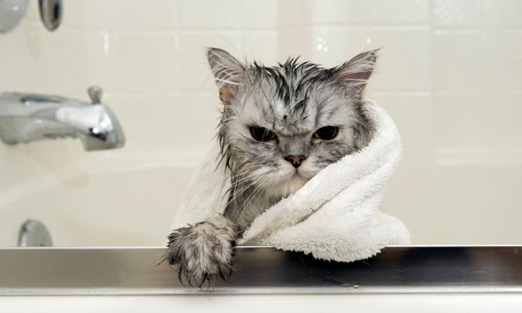 how to bathe a cat without getting scratched