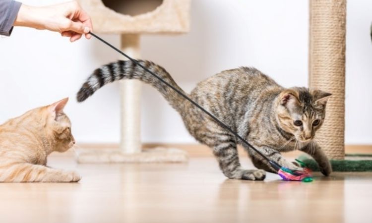 Tire Them Out – The Calming Pre-Game