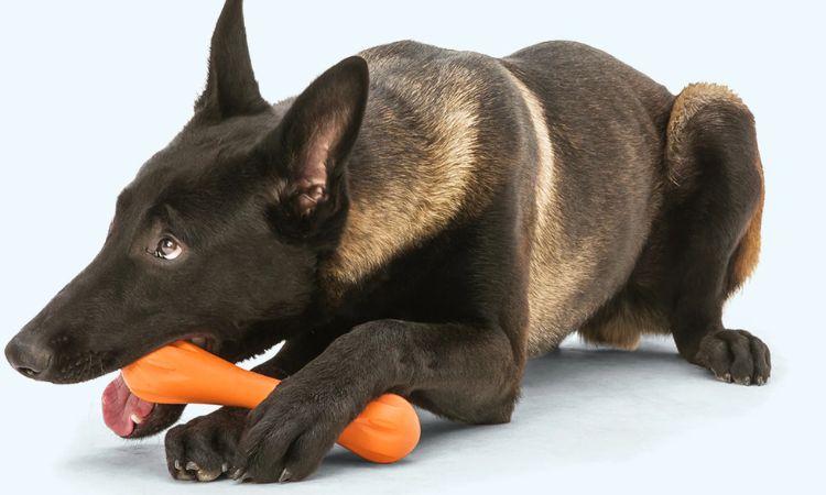 Zogoflex Hurley Durable Dog Bone