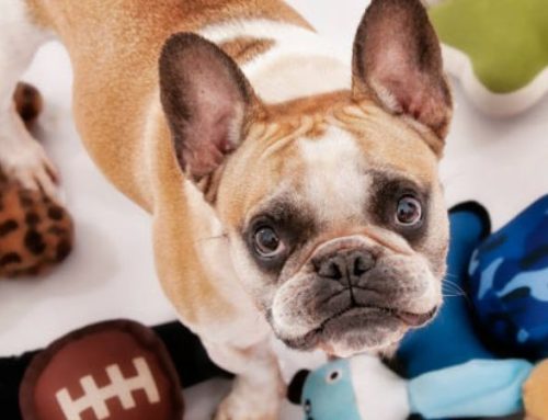 The 10 Best Indestructible Stuffed Dog Toys for Aggressive Chewers That Actually Last