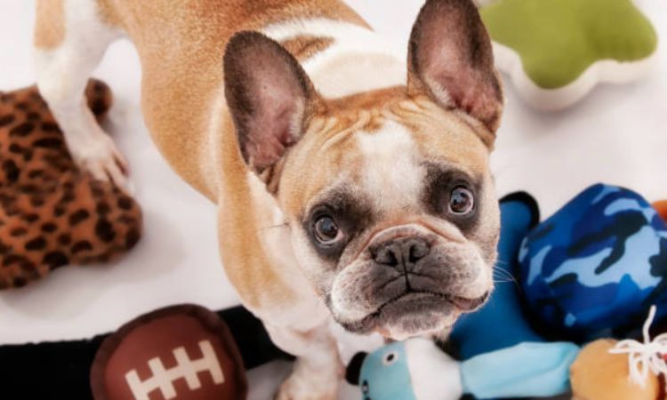 Benefits of Indestructible Stuffed Dog Toys