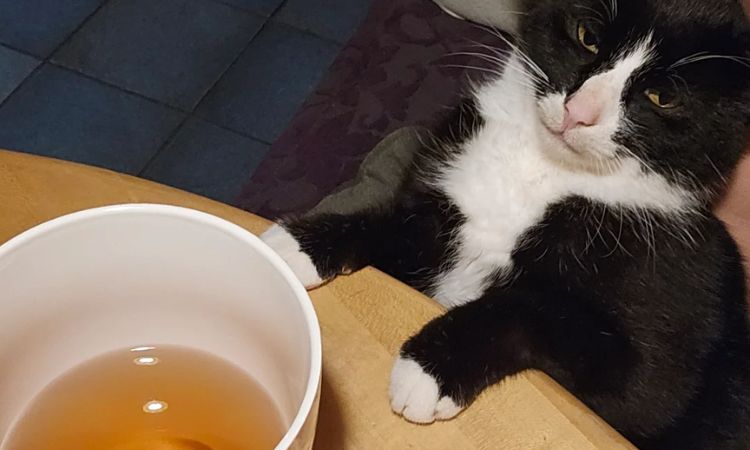 Can Cats Have Black Tea?