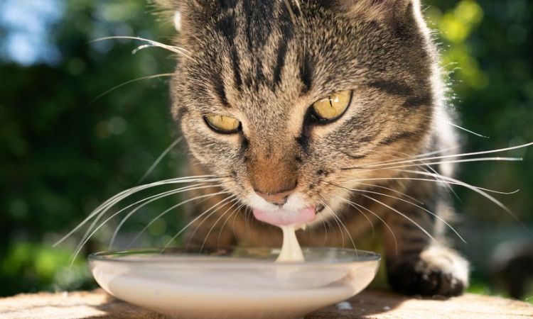 can cats drink tea with milk