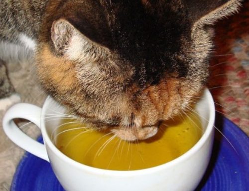 Is Tea Safe for Cats? The Ultimate Guide to Black, Green, and Herbal Tea Risks