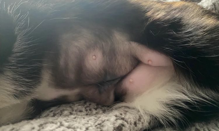 what do male cat nipples look like