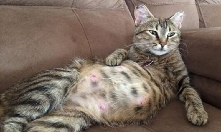 male cats nipples popping out