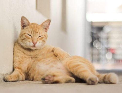 Everything You Need to Know About Male Cat Nipples (Are They 6 or 8?)