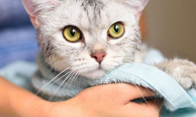 When and How to Clean the Cat Before Bathing