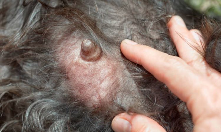 Causes and Risk Factors for Canine Mastitis