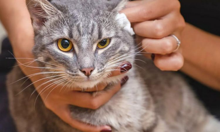 Signs to Look Out For That Indicate Veterinary Advice is Needed