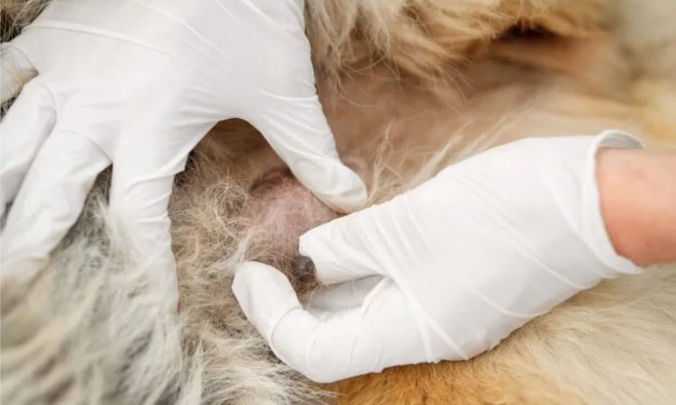 how to treat mastitis in dogs at home