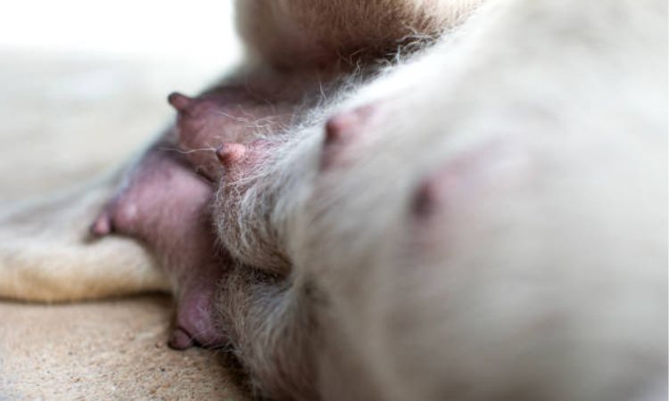 Recognizing the Signs of Mastitis in Dogs