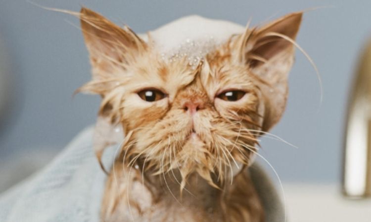 How long should i wait to bathe my cat after giving birth?