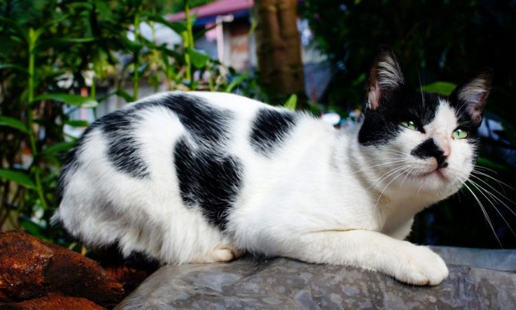 Cute and Playful Names