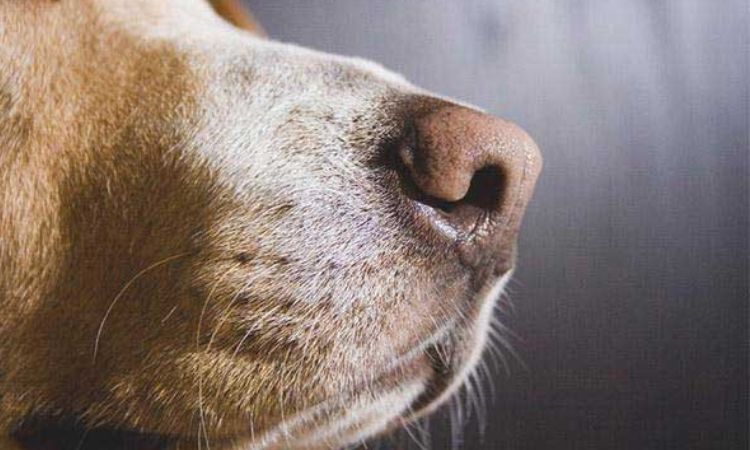 Smells dogs hate for specific problems