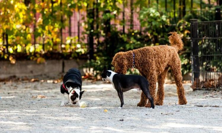Best Dog Parks in Brooklyn