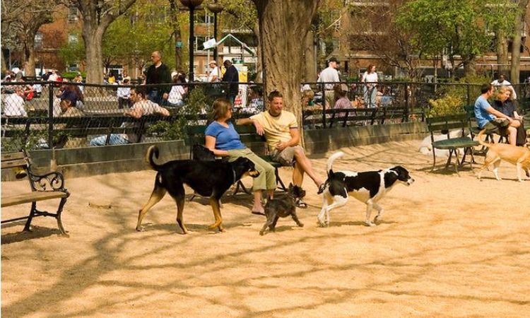 The Bronx and Queens Dog Parks