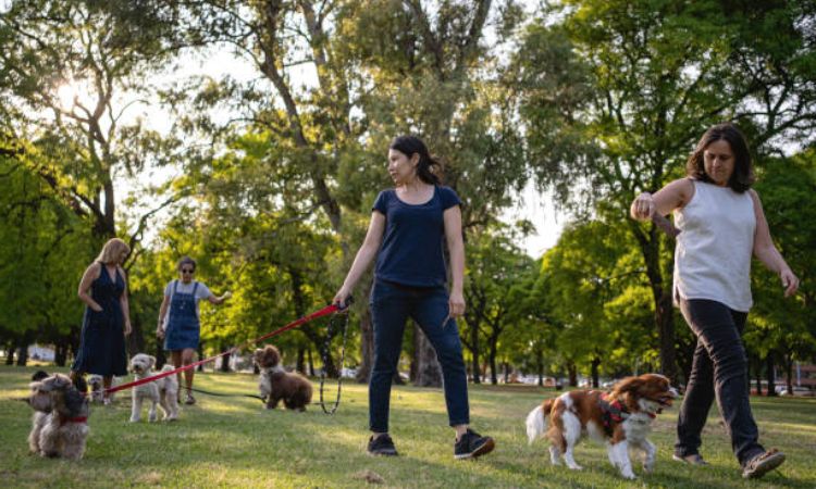Features to Look for in NYC Dog Parks