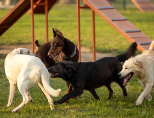 Dog Parks Near Me (2025): Finding the Best Park with Dogs in New York City