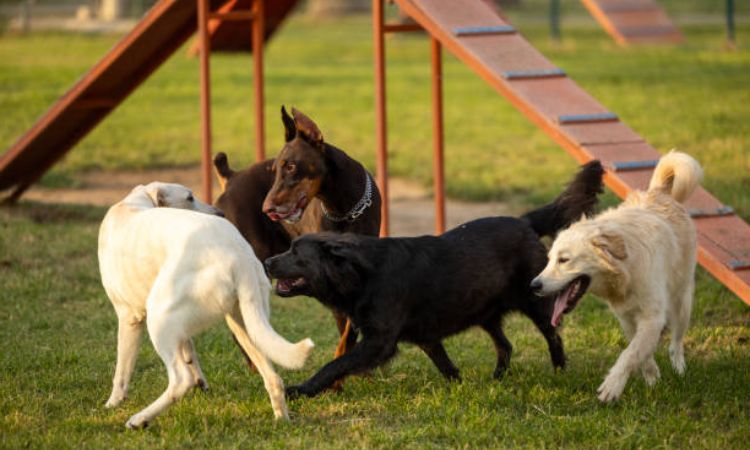 Top Dog Parks in Manhattan