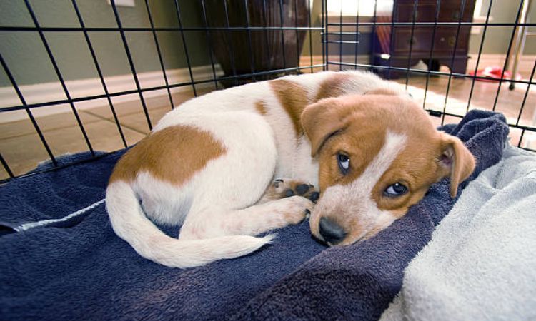 Create a Comfortable Crate Environment