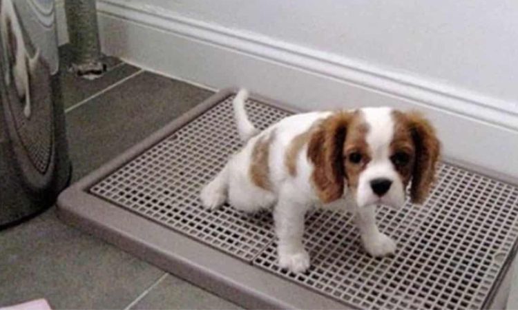 Exercise and Potty Break Timing