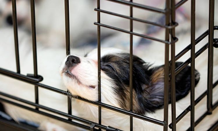 Gradually Increase Crate Time to Build Confidence