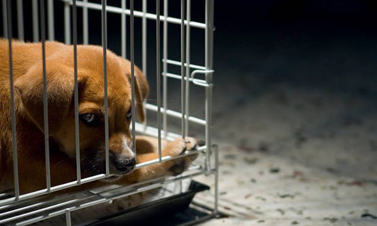 what to do when puppy cries in crate at night