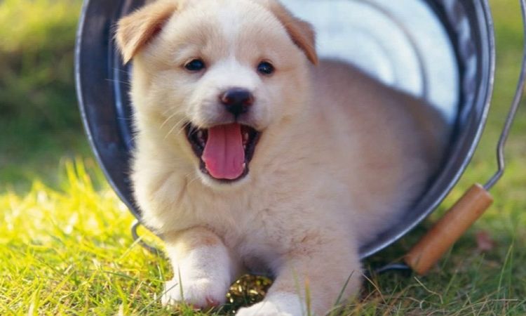 5–7 Weeks: Puppy-to-Puppy Interactions Begin