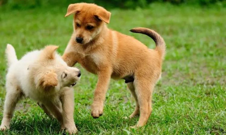 10 week old puppy socialization