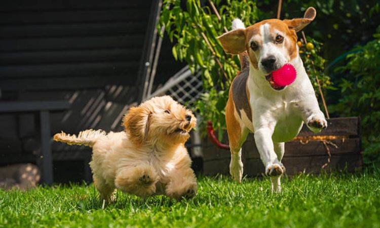 12–16 Weeks: Building Confidence Through Variety