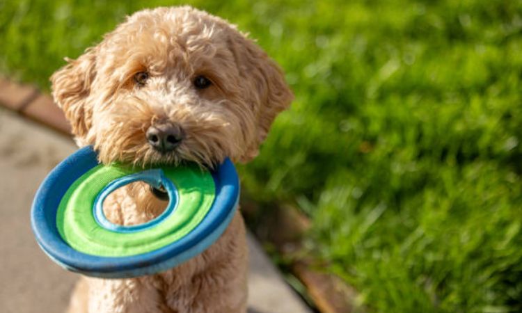 4–6 Months: Reinforcement and Routine