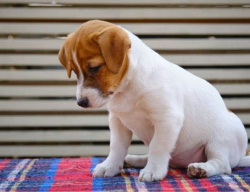 Ultimate Puppy Socialization Timeline: When and How to Introduce Your Dog to the World (Week-by-Week Checklist)