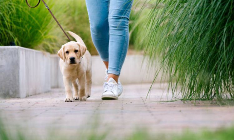 dog fear period 2 years old