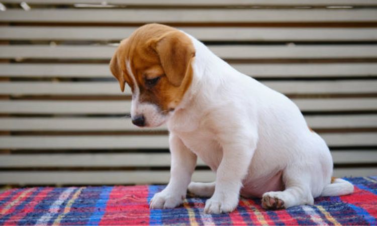 puppy socialization checklist by age