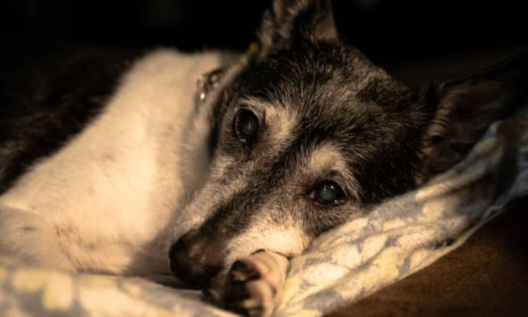 signs of separation anxiety in dogs at night