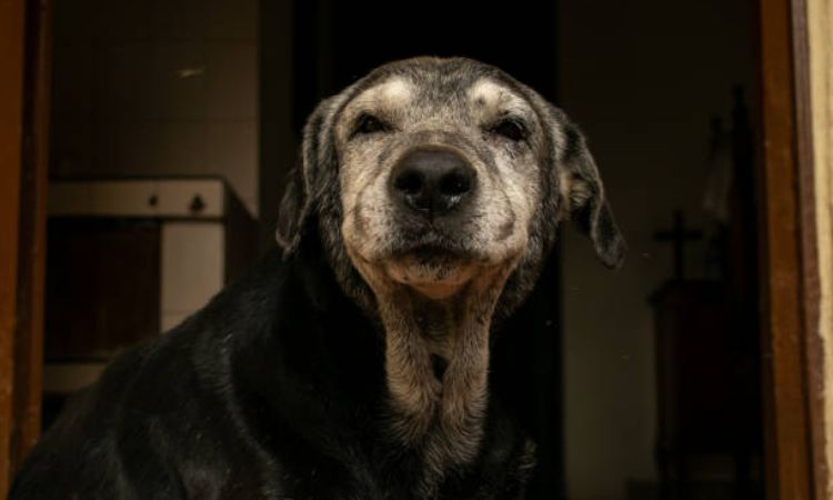 senior dog anxiety at night