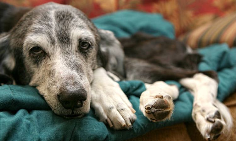 dog separation anxiety at night