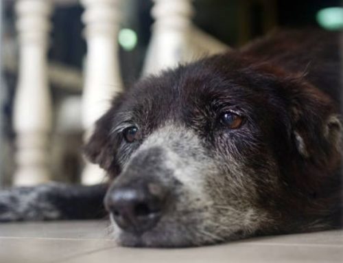 Senior Dog Anxiety at Night: 8 Key Signs of Separation Stress & Proven Calming Solutions