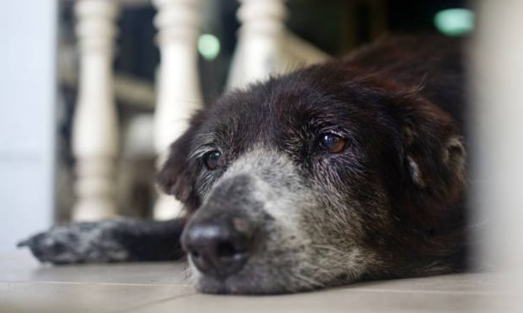 dog anxiety at night