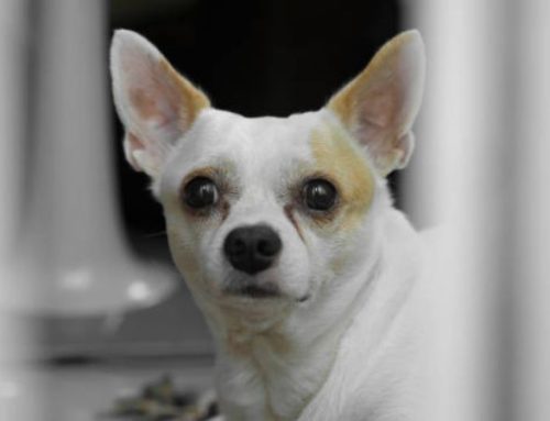 The 10 Smells Dogs Absolutely Hate (And How to Use Them to Stop Chewing, Digging, and Potty Accidents)